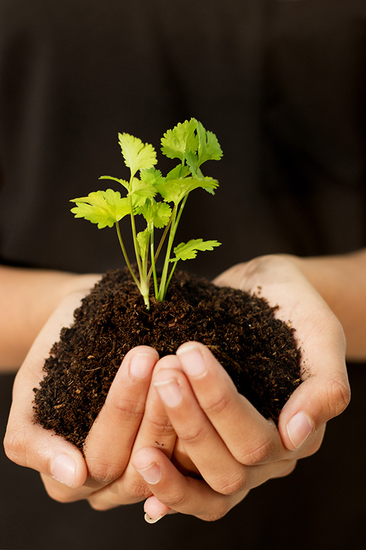 DavidSuzukiSS (davidsuzukiss) profile Padlet